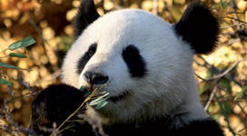 Der kleine Pandabär Fu Long freut sich auf seine Heimreise nach China. Versichert war er dabei mit einer maßgeschneiderten Transportversicherung von UNIQA. (Bild)