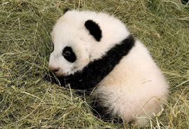 Wieder Nachwuchs im Tiergarten Schönbrunn: UNIQA übernimmt die Versicherung des im August 2010 zur Welt gekommenen Pandababys Fu Hu. Im Jahr zuvor hatte UNIQA die Heimreise des 2007 ebenfalls im Tiergarten Schönbrunn geborenen Pandabären Fu Long nach China versichert und gesponsert. (Bild)